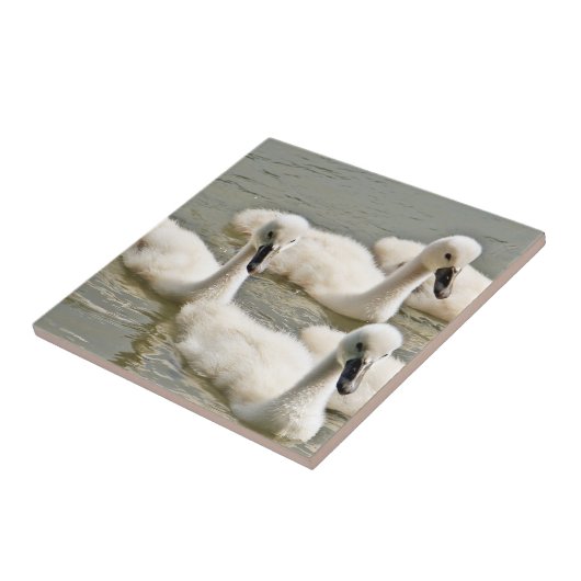 Swan Cygnets Swimming Tegeltje (Zijkant)