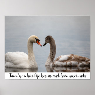 Swan Duo Nature Photo Wall Decor Poster