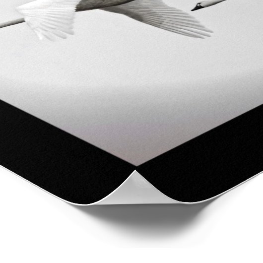 Swan Duo Poster (Hoek)