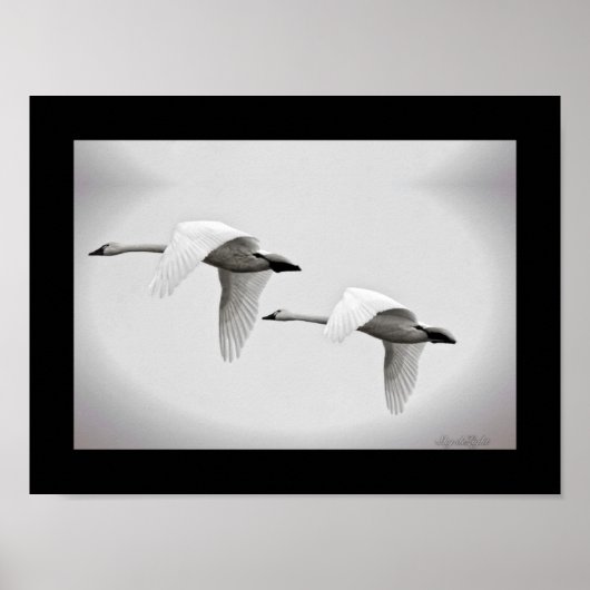 Swan Duo Poster (Voorkant)