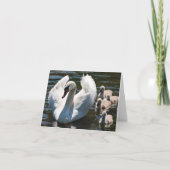 Swan en Cygnets Kaart (Voorkant)