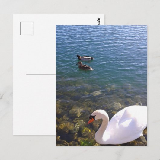 Swan en Ducks Social Distancing Briefkaart (Voorkant / Achterkant)