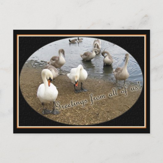 Swan-familie Briefkaart (Voorkant)