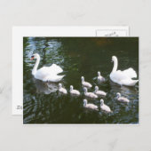 Swan-familie Briefkaart (Voorkant / Achterkant)