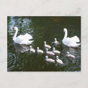 Swan-familie Briefkaart