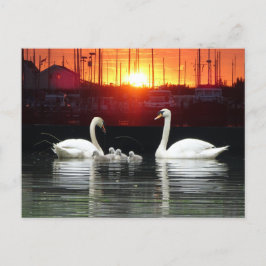 Swan Familie in Harbour Cust. BG DIY Briefkaart
