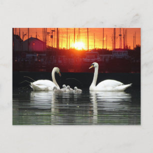 Swan Familie in Harbour Cust. BG DIY Briefkaart