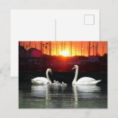 Swan Familie in Harbour Cust. BG DIY Briefkaart (Voorkant / Achterkant)