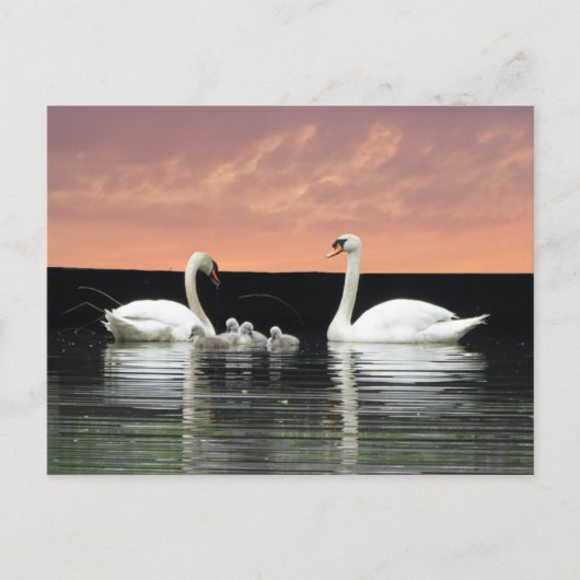 Swan Familie in Harbour Sky Cust. BG DIY Briefkaar Briefkaart (Voorkant)