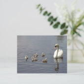 Swan-familie in water briefkaart (Staand voorkant)