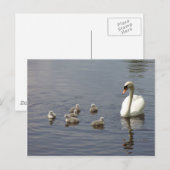 Swan-familie in water briefkaart (Voorkant / Achterkant)