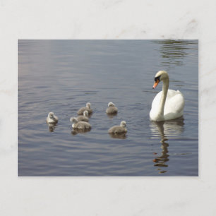 Swan-familie in water briefkaart