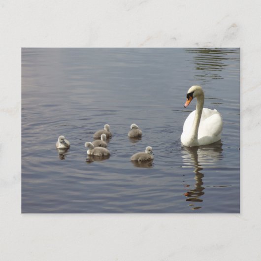 Swan-familie in water briefkaart (Voorkant)