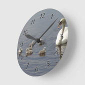 Swan Familie met moeder en eenden of cygnets Ronde Klok (Hoek)