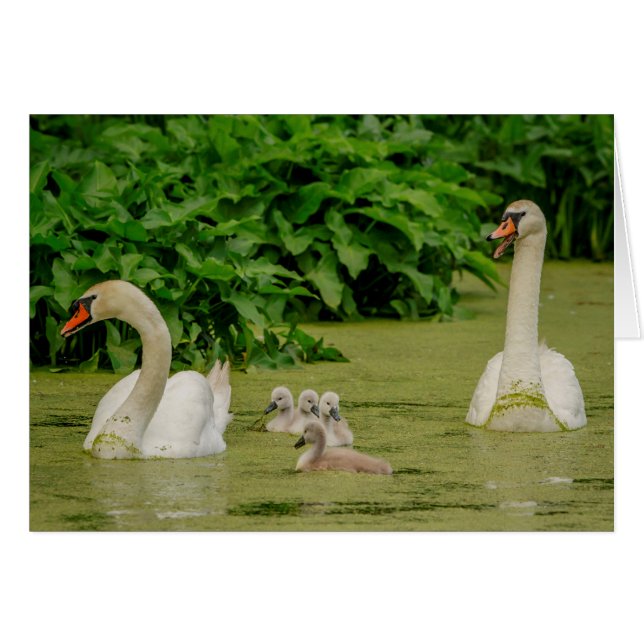 Swan Family (Voorkant Horizontaal)
