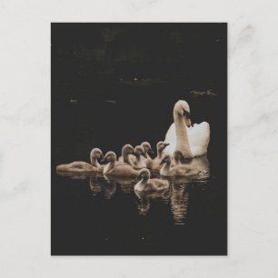 Swan Family, briefkaart