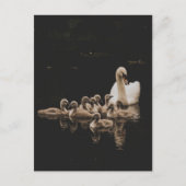 Swan Family, briefkaart (Voorkant)