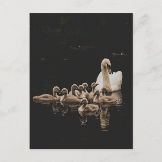 Swan Family, briefkaart (Voorkant)