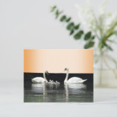 Swan Family Cust. BG-kleurenDIY-Briefkaart Briefkaart (Staand voorkant)