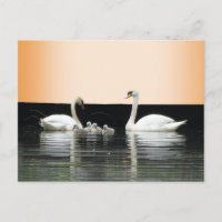 Swan Family Cust. BG-kleurenDIY-Briefkaart