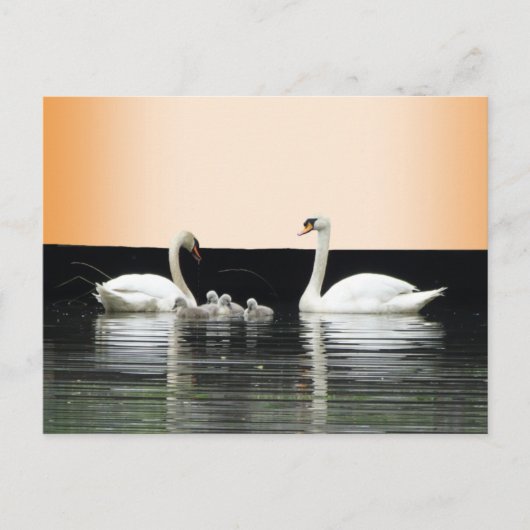 Swan Family Cust. BG-kleurenDIY-Briefkaart Briefkaart (Voorkant)