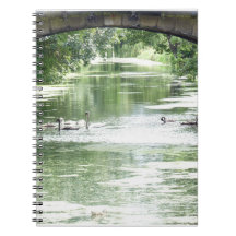 Swan Family on River