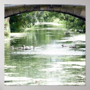 Swan Family on River Poster