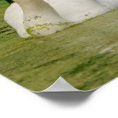 Swan Family Poster (Hoek)