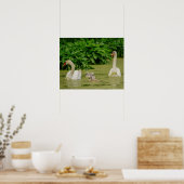 Swan Family Poster (Keuken)