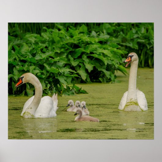 Swan Family Poster (Voorkant)