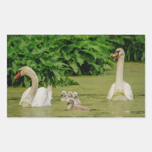 Swan Family Rechthoekige Sticker (Voorkant)