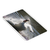 Swan fridge magnet magneet (Rechterzijde)