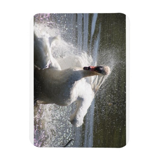 Swan fridge magnet magneet (Verticaal)