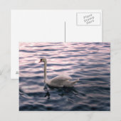 Swan in Dusk Briefkaart (Voorkant / Achterkant)