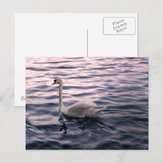 Swan in Dusk Briefkaart (Voorkant / Achterkant)