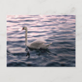Swan in Dusk Briefkaart (Voorkant)