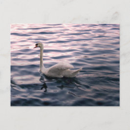 Swan in Dusk Briefkaart