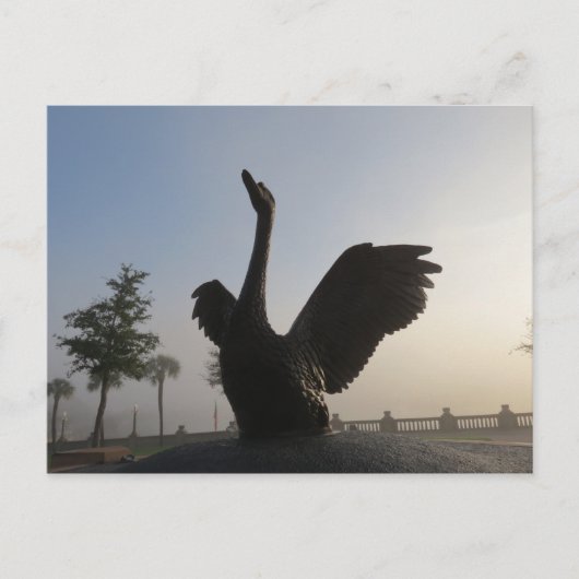 Swan in flight Blue background Lakeland, FL Briefkaart (Voorkant)