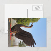 Swan in Flight Lakeland, Florida Briefkaart (Voorkant / Achterkant)