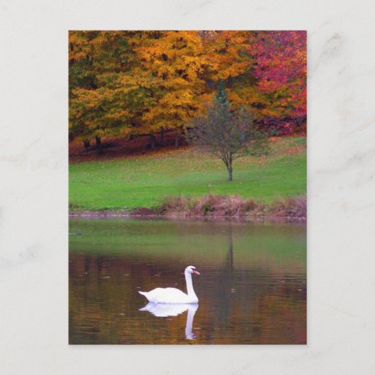 Swan in het najaar briefkaart (Voorkant)