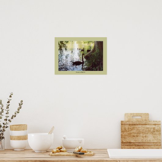 Swan in Shadow Poster (Keuken)