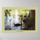 Swan in Shadow Poster (Voorkant)