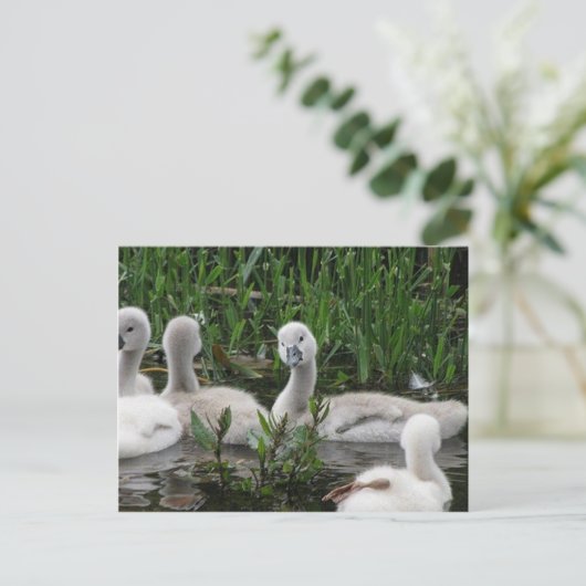 Swan in Wonder.jpg Briefkaart (Staand voorkant)