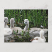 Swan in Wonder.jpg Briefkaart (Voorkant)