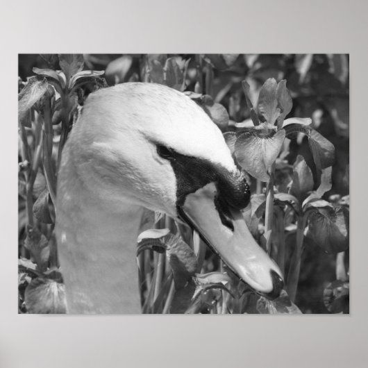 Swan Irises Animal Black White Poster (Voorkant)