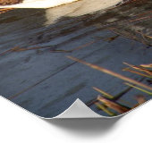 Swan kijkt over zijn Poster (Hoek)