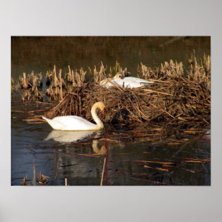 Swan kijkt over zijn Poster