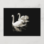 Swan Lake briefkaart (Voorkant)