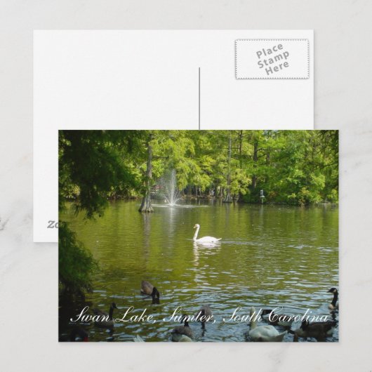 Swan Lake Briefkaart (Voorkant / Achterkant)