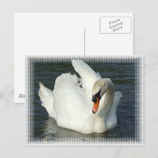 Swan Lake Briefkaart (Voorkant / Achterkant)